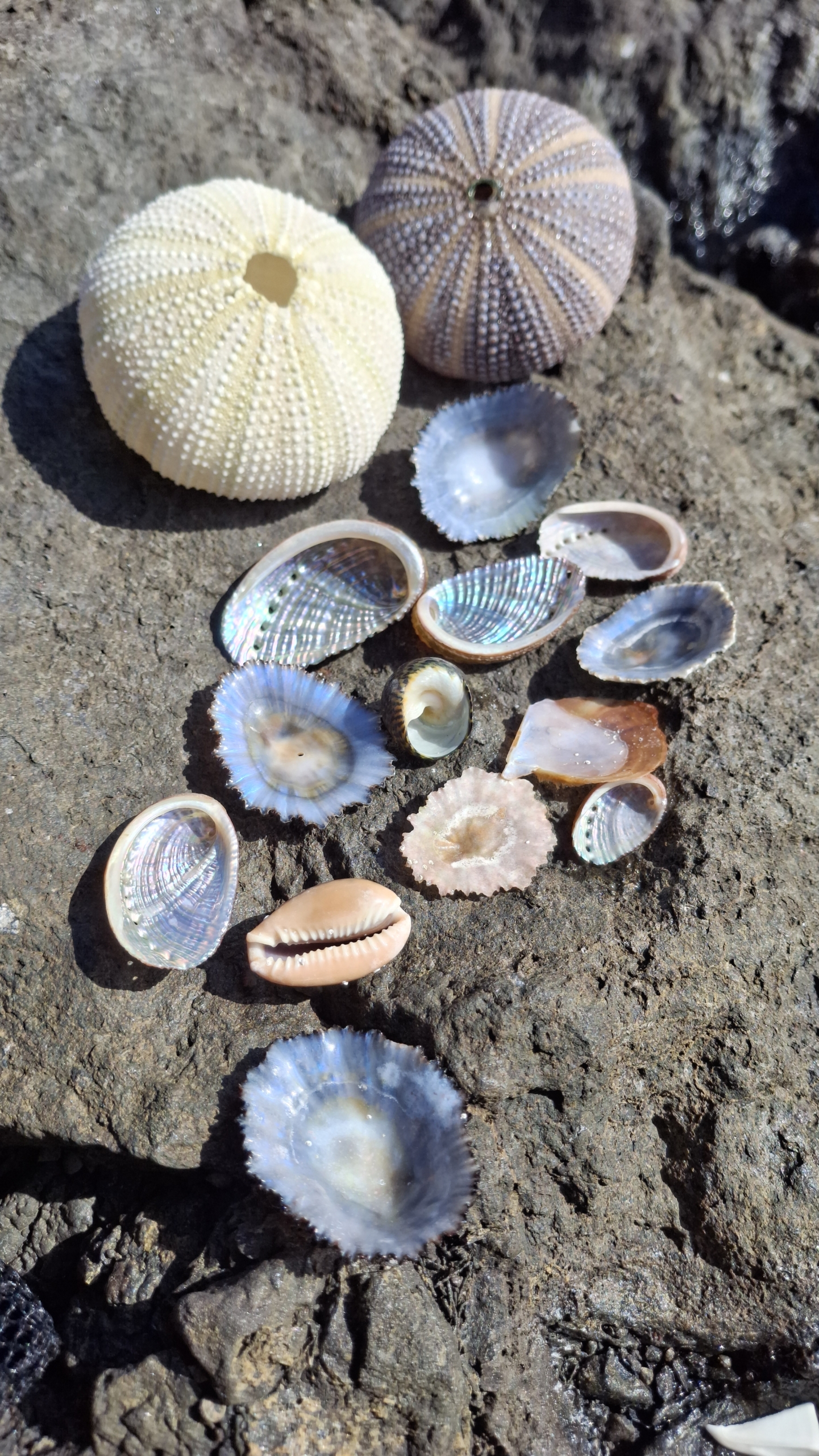Sea urchin tests, abalone, limpet and cowry shells
